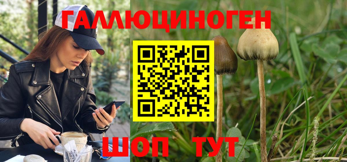 Псилоцибиновые грибы Psilocybine cubensis Мичуринск